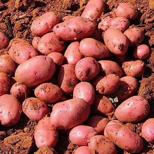 lamphle 100 Pezzi Semi di Patate Pelle Rossa Giardino nutriente Delizioso ortaggio Fattoria pianta Fiore Albero da frutto Semi di ortaggi Semi di Patate