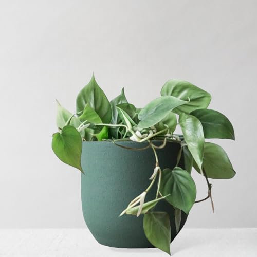 Leaf Envy Philodendron Scandens Indoor Plant, Heart-Shaped Trailing, Philodendron Scandens Hanging Houseplant, Easy Care, 35-80cm Tall, Low Light for Your Home, Available with Ceramic Plant Pots