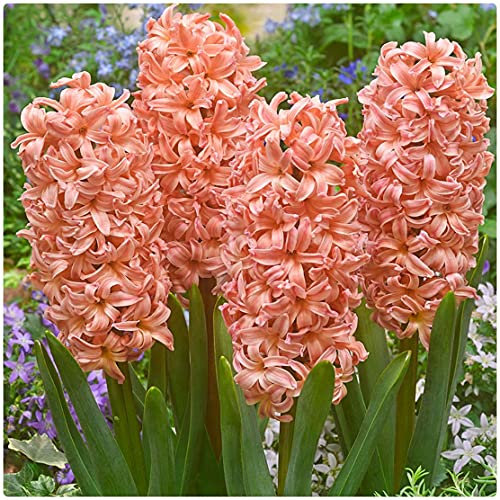 Hyacinth 'Gipsy Queen' X 10 Spring Flowering Bulbs, by Growtanical®
