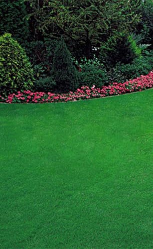 Loietto Perenne – Semi di Graminacea a Crescita Rapida – Erba Verde Intensa per Prati e Giardini – Facile da Seminare – Astuccio di Semi 2 Confezioni