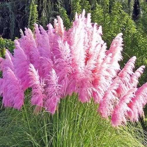 2 Pink Pampas Grass Plants Live, 5-9 Inch Tall, Ornamental Grass Live Plants for Outdoor Landscaping