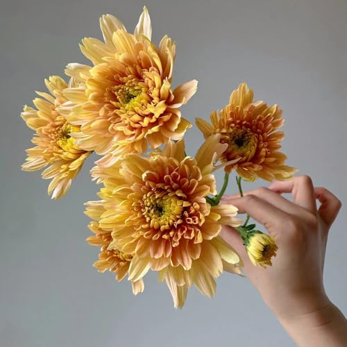 semi di margherita perenni, decorazione autunnale di margherita di selvatici, aiuole rialzate di perenni resistenti 100pcs