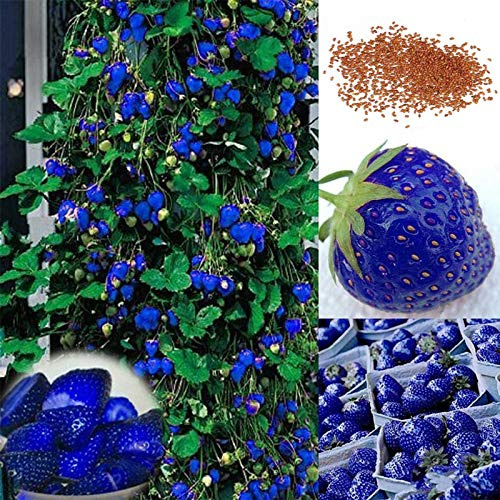 Benoon Semillas De Fresa, 1 Bolsa Semillas De Fresa Semillas De Frutas De Plantas Nutritivas Y Prolíficas Para Patio Azul Semillas de fresa