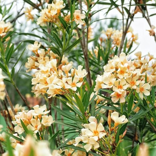 semillas resistentes de adelfa de balcón, adelfa real, arbusto resistente ación, Arbustos rápido crecimiento, decoración sala estar, 30pcs