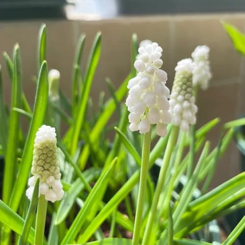 5bulbi di giacinto, primaverili giacinti, estate di selvatici, precoce a primaverile