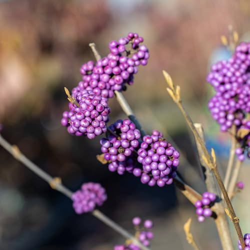Vivai le Georgiche - Pianta vera di Callicarpa bodinieri Imperial Pearl Beautyberry 'Imperial Pearl' - vaso Ø 19 cm - altezza alla vendita 40-60 cm