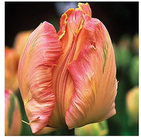 5 Orange Favorite Parrot Tulip Bulbs – Vibrant Orange Blooms with Fringed Petals – Unique Parrot Tulips for Spring Gardens – Easy to Grow & Hardy