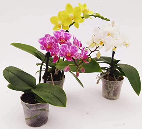 POWERS TO FLOWERS - ORCHIDEA PHALAENOPSIS-BONSAI SET 3 PIANTE: ROSA STRIATA, BIANCA e GIALLA, Piante Vere