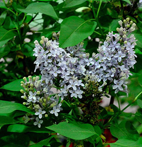 Edelflieder Amethyst - Kircher-Collection 40-60cm - Syringa vulgaris