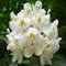 100 semi di fiori di rododendro gigante bianco