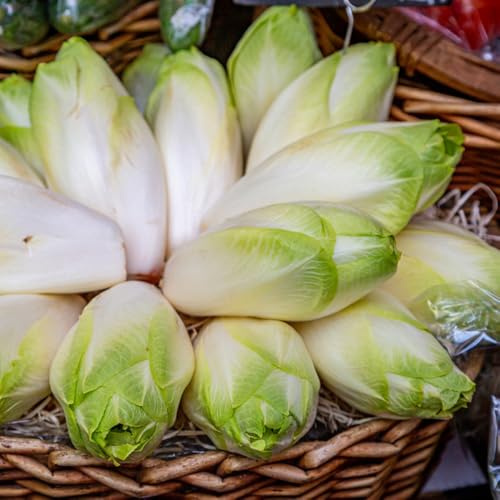 semillas de achicoria resistentes - jardín interior variedades antiguas Pascua 200pcs