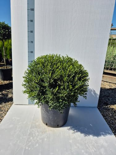 Agrifoglio Giapponese 'Ilex Crenata' - Pianta a forma di Palla - Vivai Giulian Giovani Piante