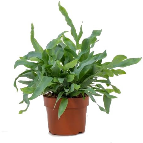 Helecho Plateado Planta Premium de Interior con Hojas de Color Verde Azulado