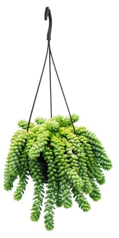 Sedum morganianum 'Burrito' - Affenschaukel - 14cm Ampeltopf - hängende Sukkulente