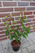 10st. Portugiesischer Kirschlorbeer 60-70cm XXL Buschig im Topf Kirschlorbeer Prunus lusitanica 'Angustifolia' Lorbeer Gartenhecke Sichtschutz