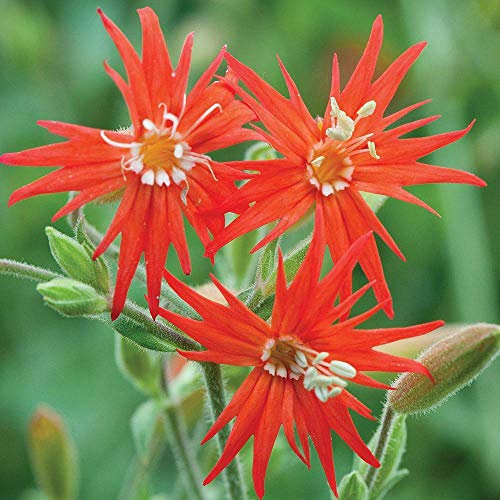 Silene 'Jack Flash' Seeds Hardy Perennial Flower Garden Plants Easy to Grow Your Own 1 Packet of 15 Seeds by Thompson and Morgan