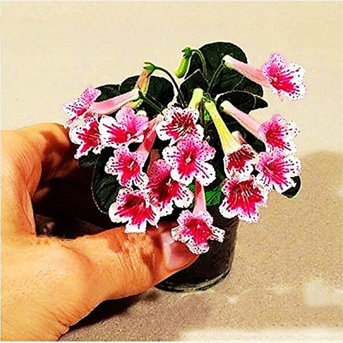 100Pcs Mischfarbe Mini Violet Samen, Usambaraveilchen Samen, Mini-Garten-Anlagen violette Blumen Staude Matthiola Incana Seed 5