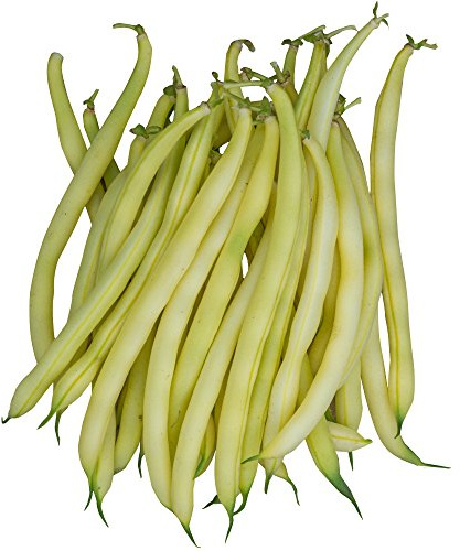 Burpee Gold Mine Bush Bean Seeds – Productive Bush Bean Variety for Vegetable Garden Growing, 2 oz