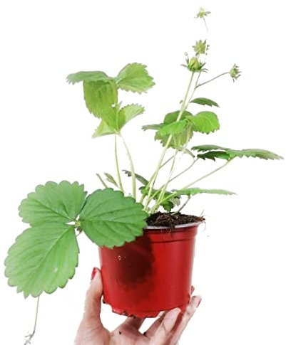 Fresa Natural Planta Resistente y Duradera Ideal para Cultiva Fresas Todo el Año