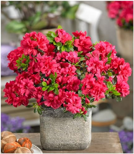 GrowOn Shrubs [x3] Dwarf Japanese Azalea Japonica 'Mother's Day' | Multi-Pack | Evergreen Shrubs | Outdoor Garden Ready Plants | Spring and Summer Flowering | Red Flowers