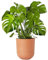NLRHH Interior 40-50 cm en maceta | Planta Suiza de Queso Monstera Deliciosa