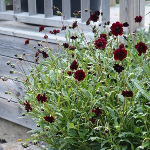 Cosmos Copertura perenne resistente giardino di primavera scalatrici resistenti interni esotici semi selvatici 10pcs