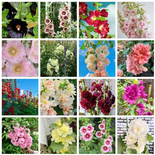semi di malvarosa decorazione da giardino per esterni, tappeto to biologici di malvarosa resistenti all'esterno rare, decorazione 500pcs