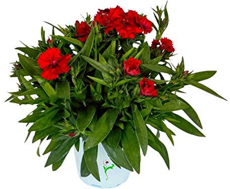 Calvel Chino Planta Natural Conocida como Clavellina - Flores de Exterior