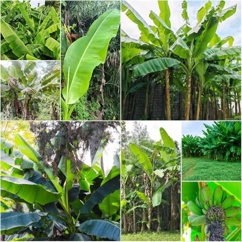 semillas de banano exóticas resistentes para el jardín semillas de plátano exóticas para 80pcs