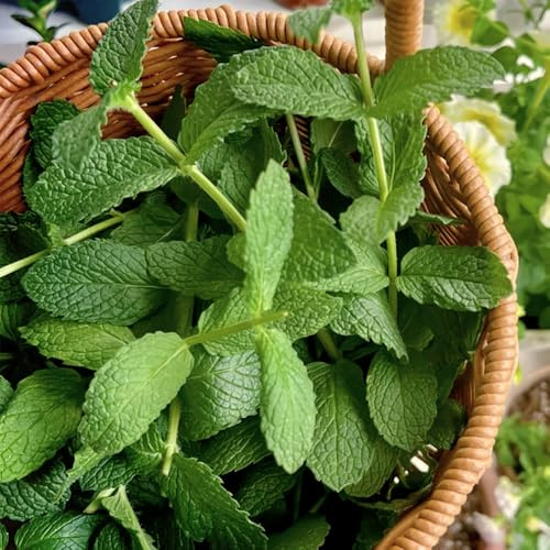 Semi di menta piperita, menta verde, verdi semi di medicinali semi di da cucina semi di prodotti sostenibili da cucina 1000pcs