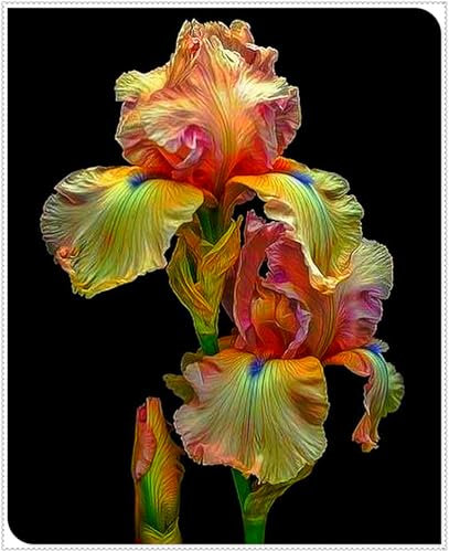 Iriszwiebeln,Mehrjährig Stauden,Winterhart Mehrjährig,Gartenpflanzen,Winterharte,Schwertlilien Kaufen,SchmetterlingsföRmige,Schwertlilien Winterhart Knolle-3zwiebeln-E