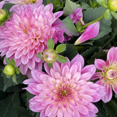 Rizoma de dalias + Dalias ubérculos resistentes -Adaptables a suelos pobres y climas secos - Ideal para plantar -2Tubérculos-D