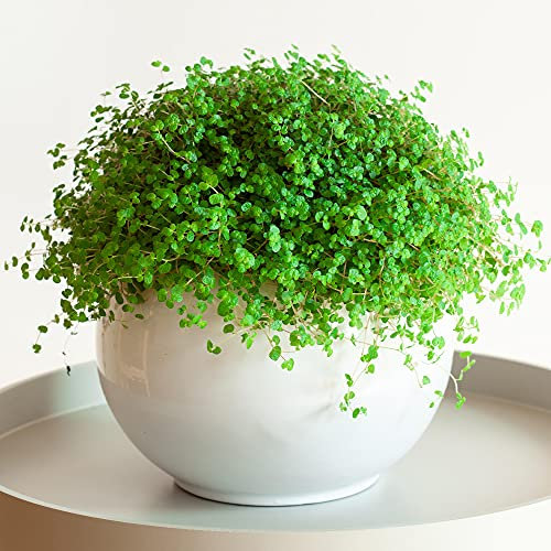 Soleirolia Helxine - Bubikopf | 10-20cm Topfpflanze Attraktive Zimmerpflanze