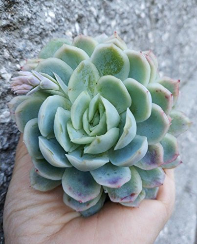 SEMI DI GERMINAZIONE: Un Echeveria de Bola de Nieve Suculentas Raras 4