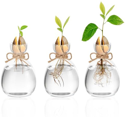 Glasseam Avocado Glass Bud Vases: Acorn Bulb Forcing Vase Set of 3 Cute Clear Small Vases for Flower Hydroponic Plant Propagation Vase for Home Table Decor