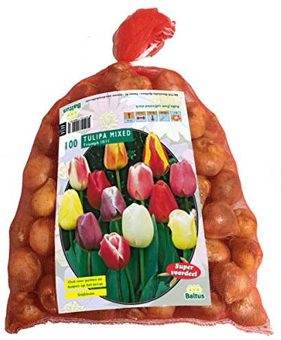 Tulipa Darwin Mix.100 Stück Tulpen Blumenzwiebel