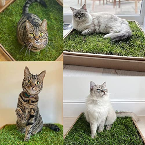 City Doggo Ltd. Cat Grass Patch for Indoor Cats & Kittens. Fresh Grass Pad, Live, Eco-Friendly, Stimulating