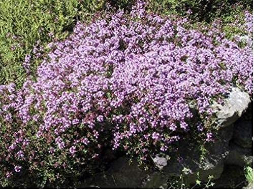 Thyme - Purple Creeping - 1000 Seeds