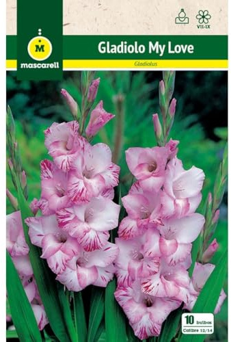 Mascarell Semillas, GLADIOLO MY LOVE, Semillas Bulbosas, Bulbos de Flores Primavera Fácil de Cultivar, Bolsa 10 Bulbos