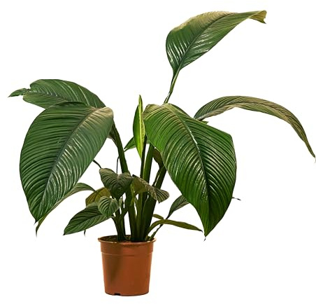 Bloomique - Spathiphyllum Sensation - Giglio della pace - Piante da appartamento XXL - Purificatrici dell'aria - Altezza 110-130 cm - Vaso da 24 cm