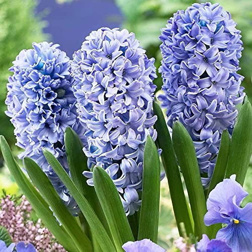 Easy Plants Jacinthe (3 bulbes dans un pot) - Couleur bleue - Taille du pot : 12 cm