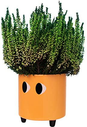 fisura. - Pot de Fleurs Original avec Motif d'œil. Pot de Fleurs et de Plante décoratif. Jardinière décorative d'intérieur. Pot en céramique Orange pour Fleurs et Plantes grasses.13 x 12,5 cm.