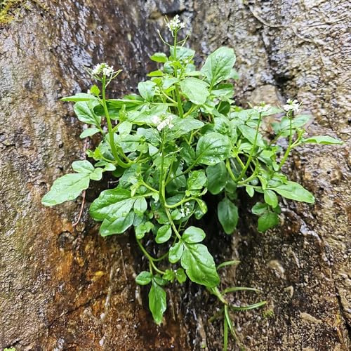 semi biologici di crescione, esotiche esterno resistenti giardino balcone 35pcs