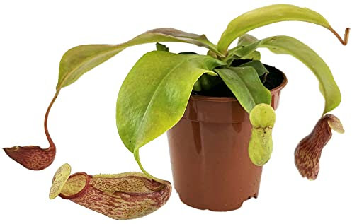 Fangblatt - Nepenthes 'Gaya' (khasiana x (ventricosa x maxima)) - eindrucksvolle Kannenpflanze - faszinierende fleischfressende Pflanze - Karnivore (M)
