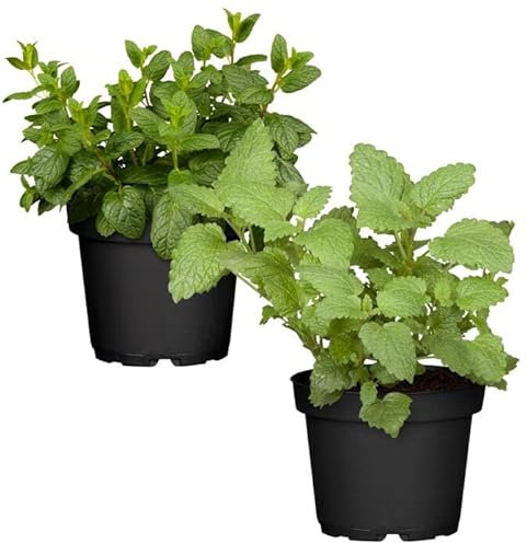 Duo Menta Chocolate + Hierbabuena - Plantas Premium DECOALIVE - Hierbas Naturales para Huerto Urbano - Plantas Aromáticas