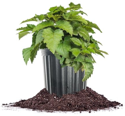 Prime-Ark Traveler Thornless BlackBerry in 1 Gallon Grower's Pot | Large Delicious Berries During Summer | Easy to Manage Garden Bushes