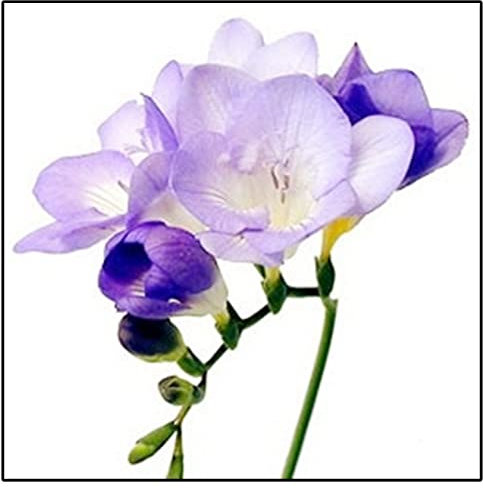 Fresias Bulbos, Fresias Flores Bulbos, De Flores Fresias, Mucha Luz Solar, Bulbos De Fresias, JardíN, De Color Planta, Ulbos OtoñO Bulbos OtoñO Interior PlantacióN Al Aire Libre, 5bulbos-G