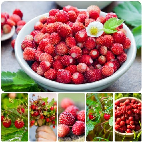 fresa silvestre comprar semillas, balcón columnares resistentes fresas silvestres orgánicas, variedades 350pcs