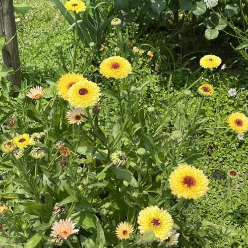 Semi di calendula, esotici, biologici di calendula officinalis, rustiche per balconi Le da sono 300pcs