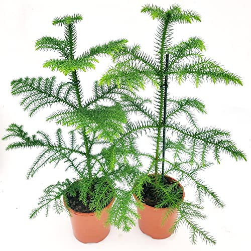 POWERS TO FLOWERS - ARAUCARIA HETEROPHYLLA IN VASO 14cm DIAMETRO, 2 PIANTE, piante vere
